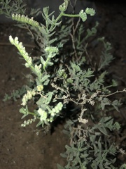 Magnoliopsida
