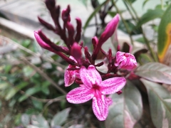 Pseuderanthemum carruthersii