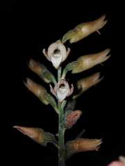 Sacoila lanceolata