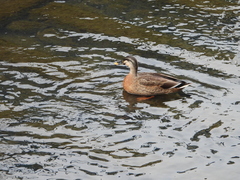 Anas platyrhynchos × zonorhyncha