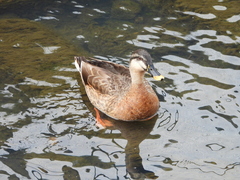 Anas platyrhynchos × zonorhyncha