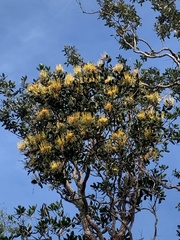 Vochysiaceae