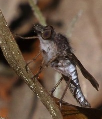 Tabuda varia
