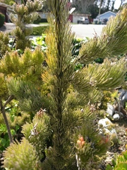 Adenanthos