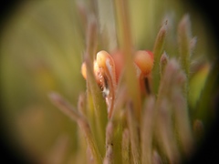 Adenanthos