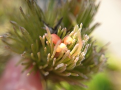 Adenanthos