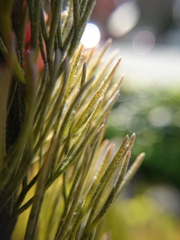 Adenanthos