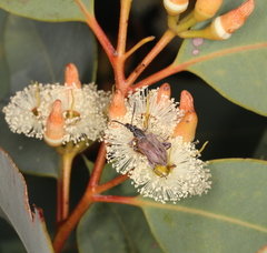 Diaphanops westermanni