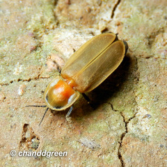 Diaphanes citrinus