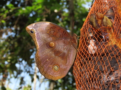 Catoblepia xanthicles