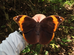 Catoblepia xanthicles