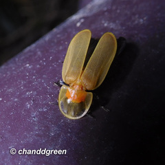 Diaphanes citrinus