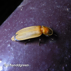 Diaphanes citrinus
