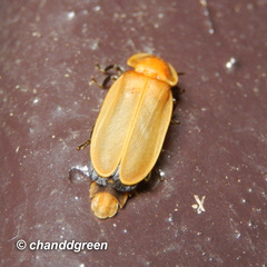 Diaphanes citrinus