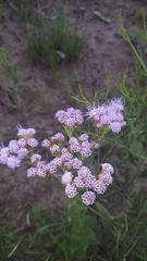 Chromolaena hirsuta