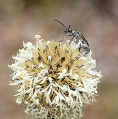 Diaphanops westermanni