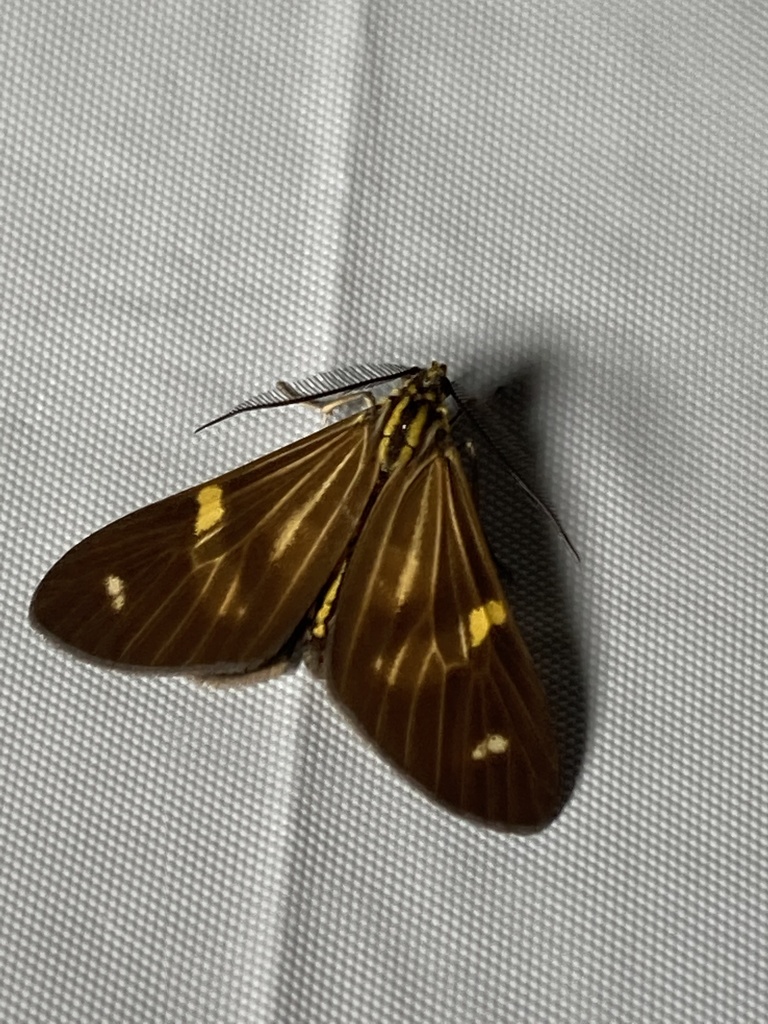 Phaeochlaena gyon