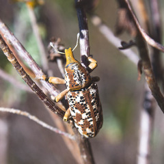 Lixus schoenherri