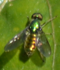 Sargus viridis