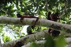 Alouatta