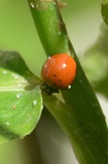 Cycloneda sanguinea