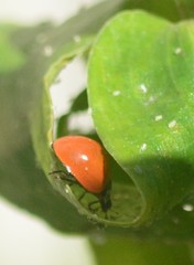 Cycloneda sanguinea