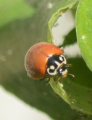 Cycloneda sanguinea