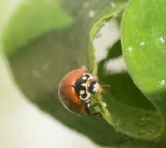 Cycloneda sanguinea
