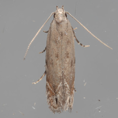 Battaristis concinnusella