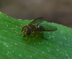 Syrphini