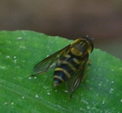Syrphini