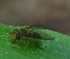 Syrphini