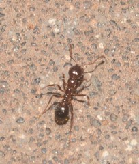 Solenopsis