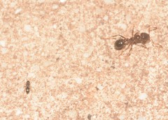 Solenopsis