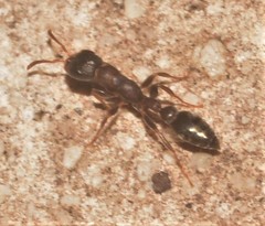 Pseudomyrmex