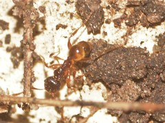 Myrmicinae