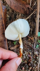 Leucocoprinus