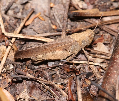 Southern Yellowwinged Grasshopper photo 5
