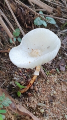 Leucocoprinus