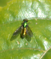 Sargus viridis