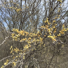 Amentacea Wattle (Acacia amentacea)