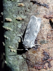 Lithophane laticinerea