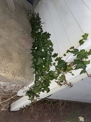 Hedera helix