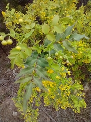 Berberis swaseyi
