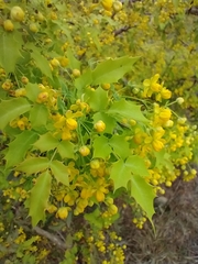 Berberis swaseyi