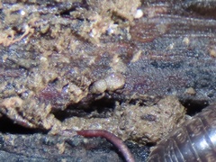 Trachyphloeosoma advena