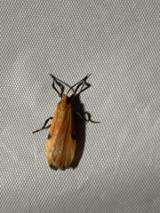 Lycomorphodes sordida