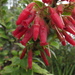 Themistoclesia epiphytica - Photo (c) Juan Andrés leyva, some rights reserved (CC BY-NC), uploaded by Juan Andrés leyva