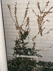 Magnoliopsida