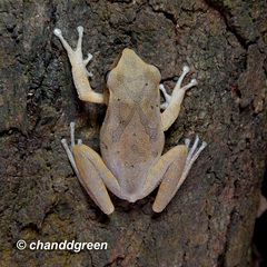 Hong Kong Whipping Frog photo 3